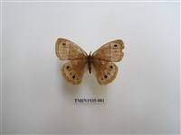 藏品(古眼蝶)的圖片